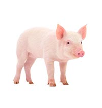 cerdos-balanceado-bodegas-npv-ecuador-santa-rosa-el-oro cerdos-balanceado-bodegas-npv-ecuador-santa-rosa-el-oro